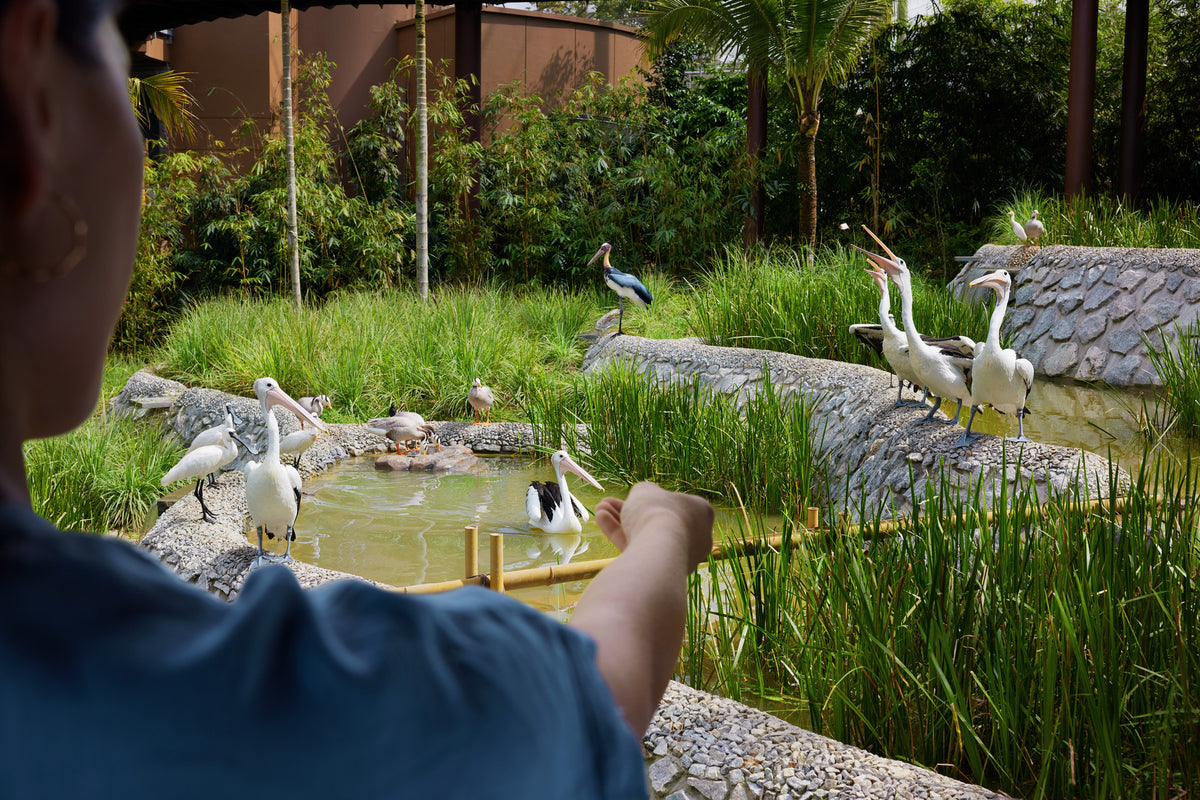 Bird Paradise