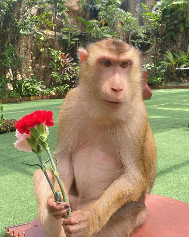 A macaque sitting on a red block holding a red and white carnation.