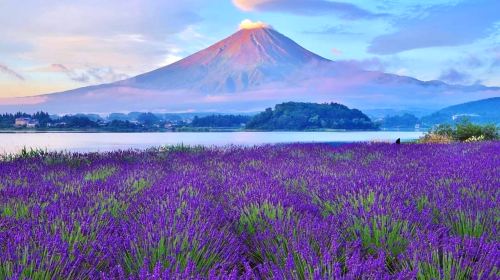 Fuji Five Lakes Day Tour from Tokyo: Lake Yamanaka, Oshino Hakkai, Lawson and Hikawa Clock Shop (English)