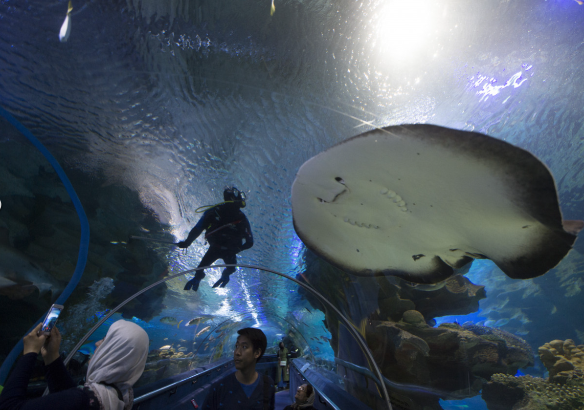 A diver feeding fish above the tunnel while a large stingray glides across the glass.