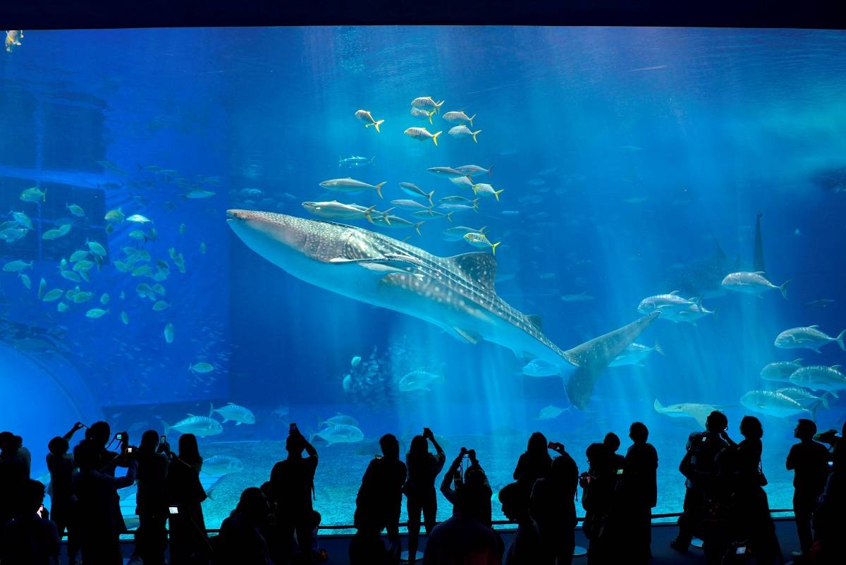 Okinawa Churaumi Aquarium