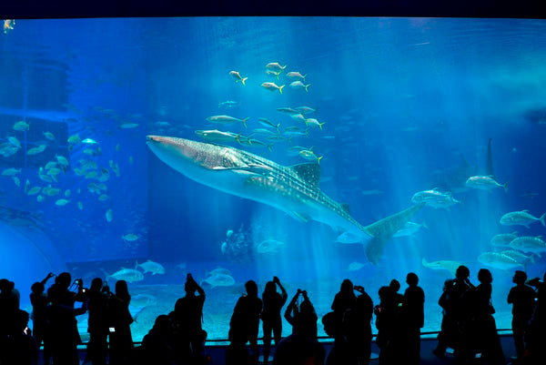 Visitors silhouetted against the Kuroshio Sea tank at Okinawa Churaumi Aquarium as a whale shark passes overhead.