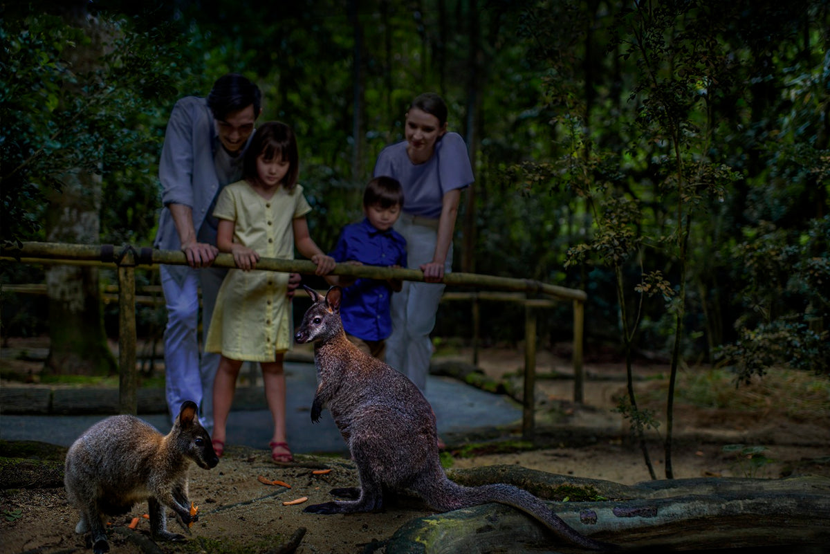 Night Safari