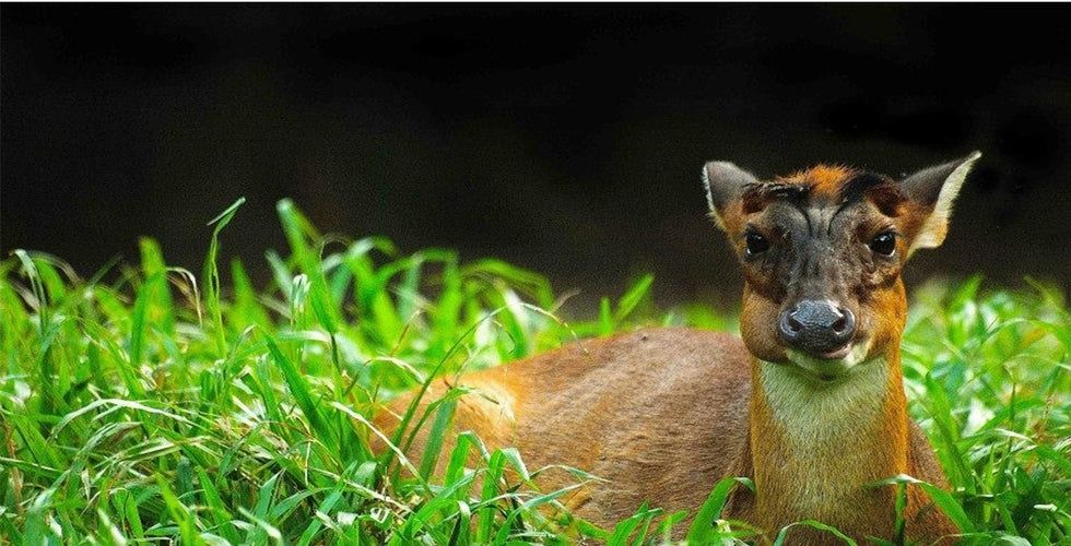 A muntjac deer standing in long grass, looking at the camera.