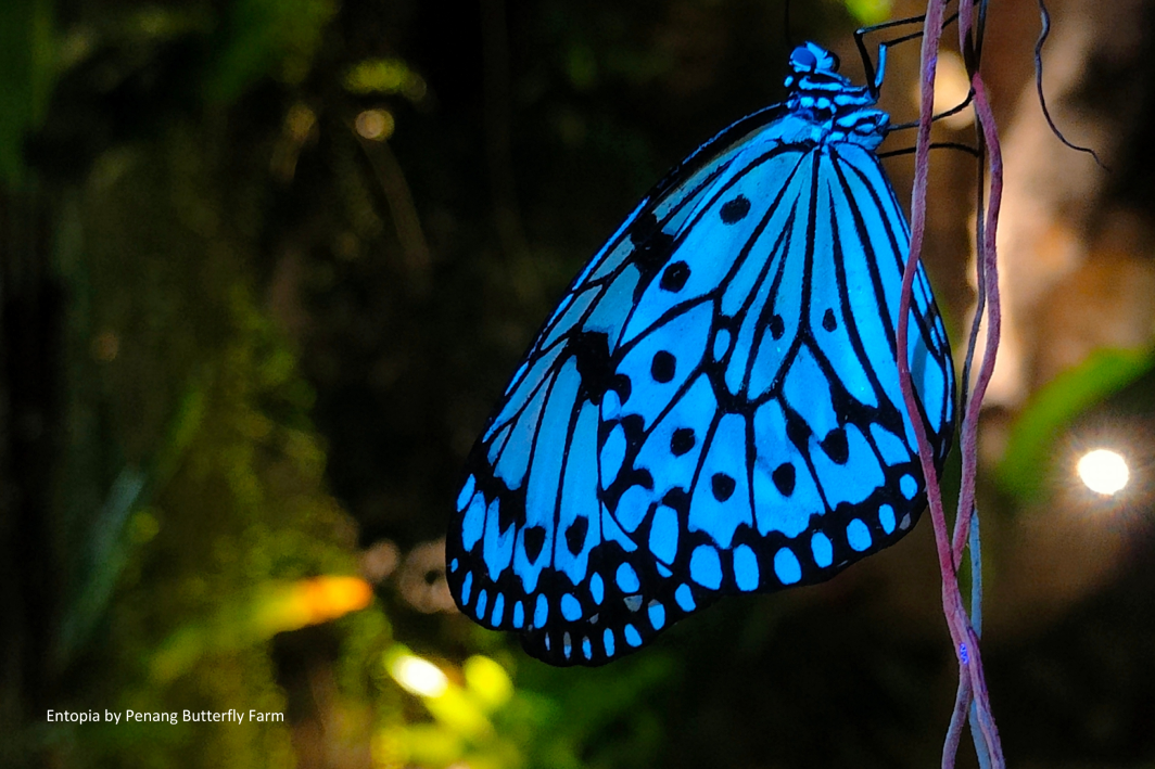 A tree nymph butterfly at rest, its wings fluorescing bright blue under ultraviolet light.