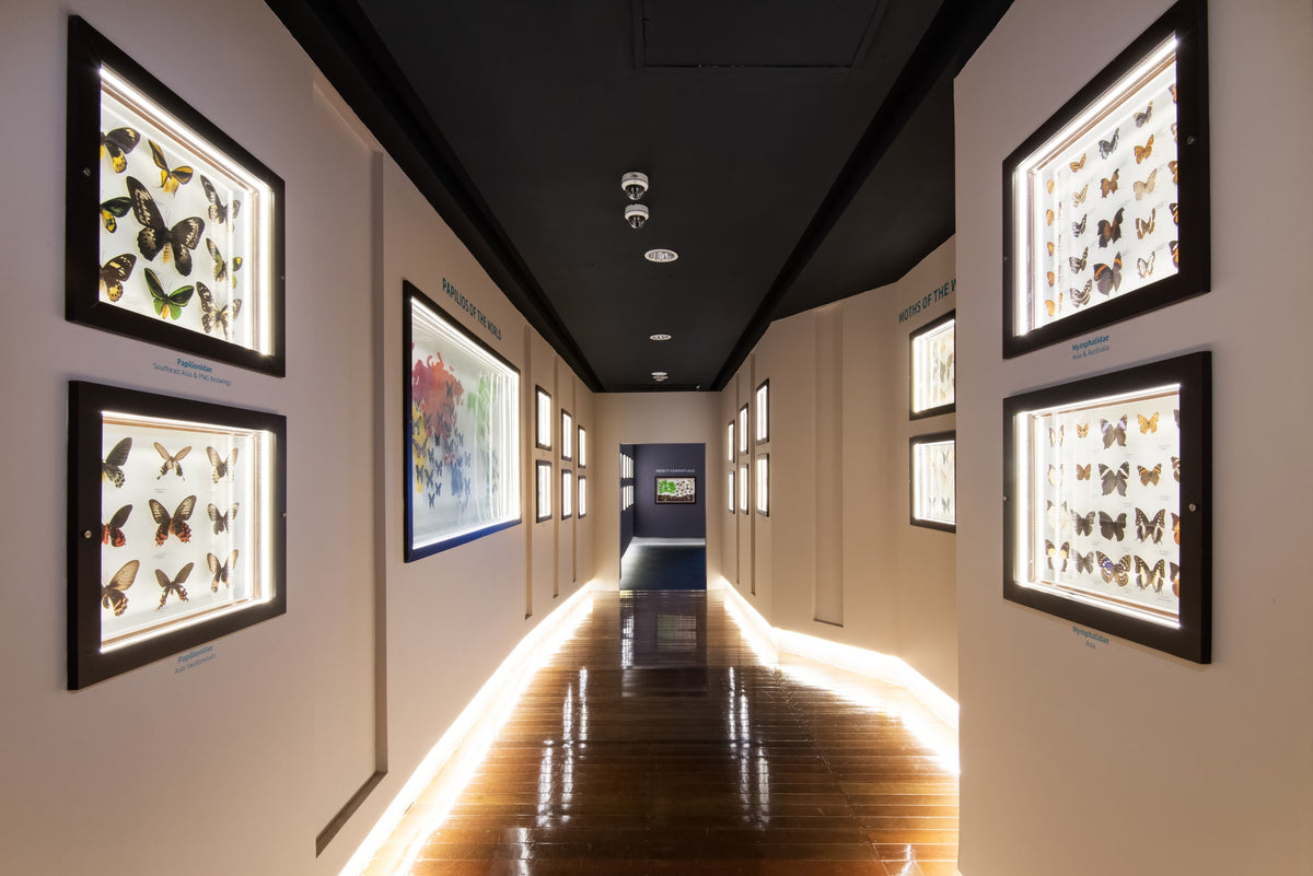 A wood-floored corridor hung with framed butterfly collections.
