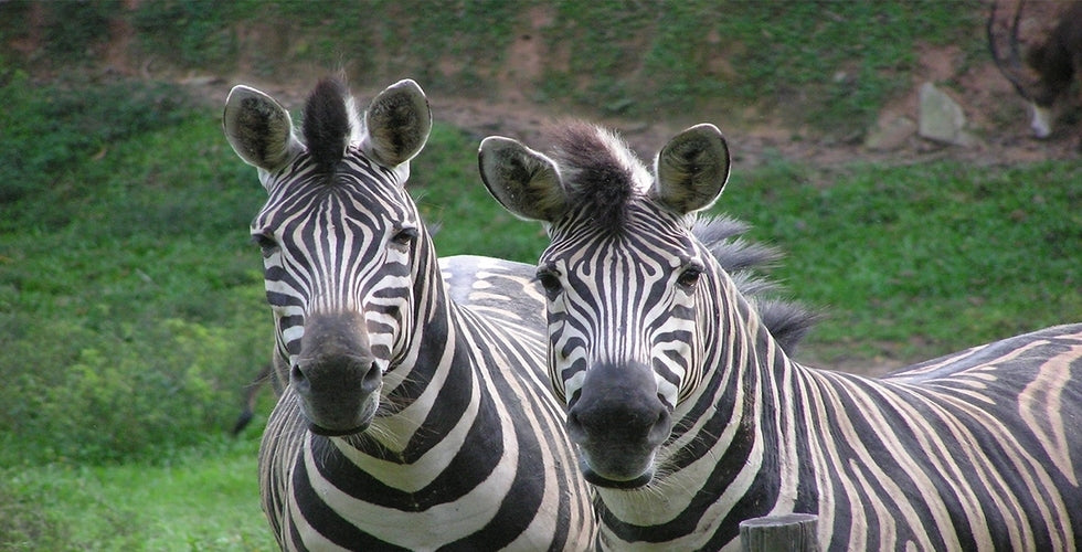 Two zebras standing together on a grassy bank.