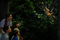Cargar la imagen en la vista de la galería, Family looking up at a Sunda pangolin climbing a branch
