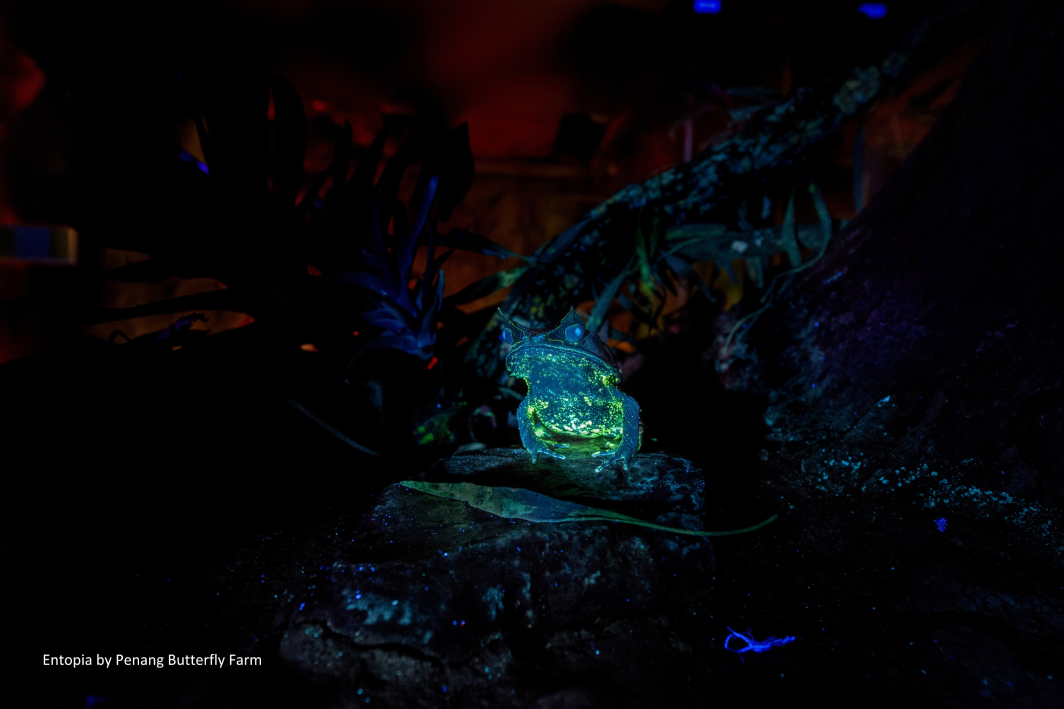 A small frog glowing green and blue on a rock in the darkened garden.
