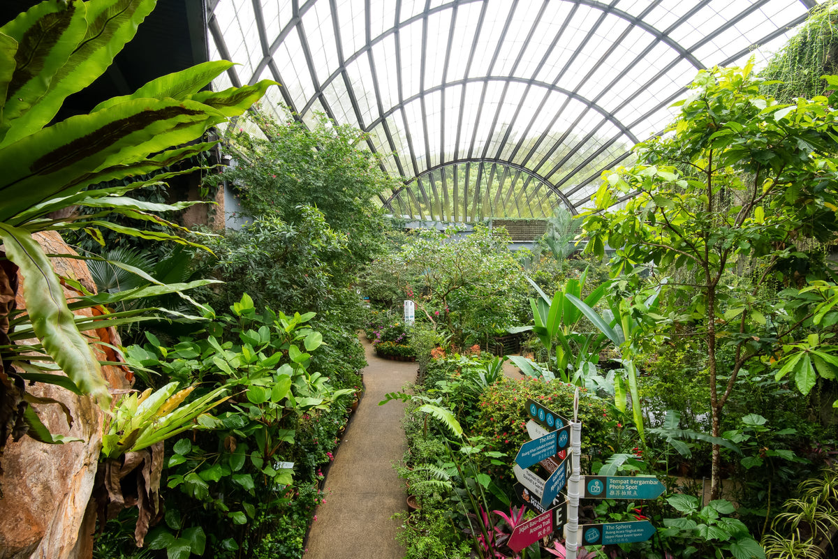 Dense ferns and foliage under the arched glass roof of the vivarium.