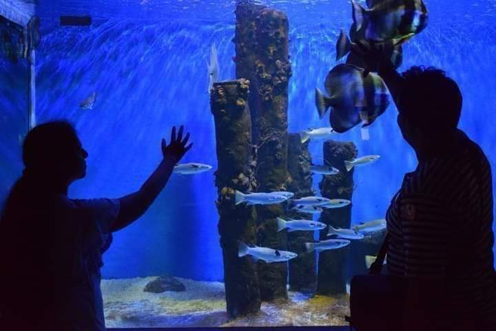 Silhouetted visitors at a large tank watching shoaling fish among submerged posts.