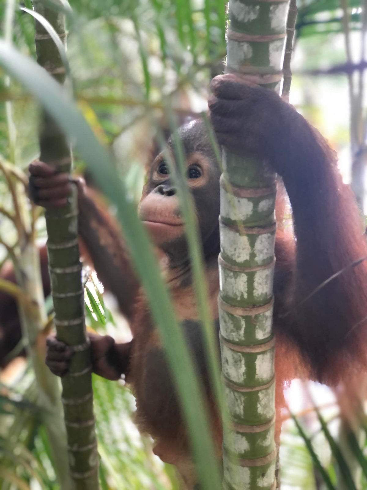 A young orangutan gripping a bamboo pole in its enclosure.