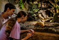 Cargar la imagen en la vista de la galería, Visitors watching a three-banded armadillo on the Fishing Cat Trail
