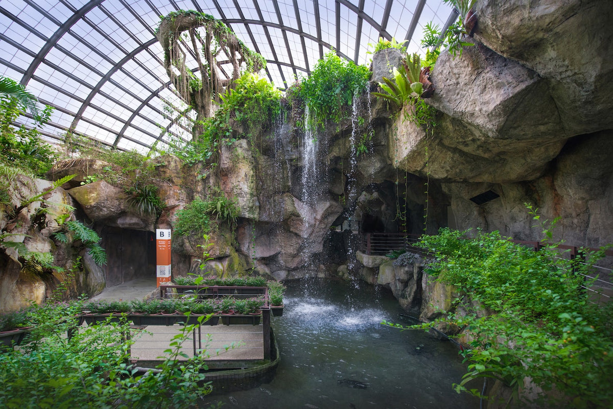The rock face and waterfall at the heart of the glass-roofed garden.