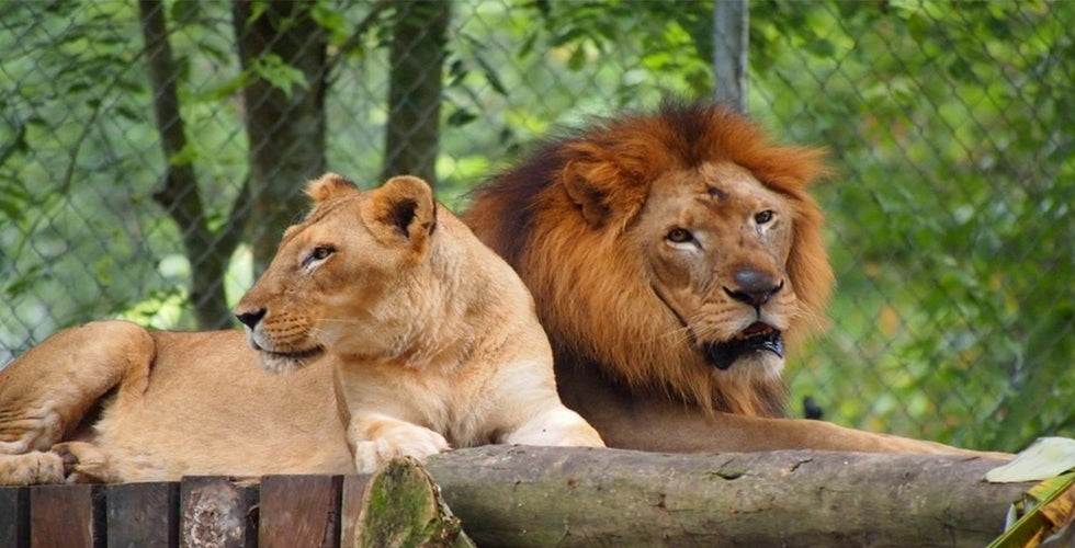 A lion and lioness resting side by side on a wooden platform.