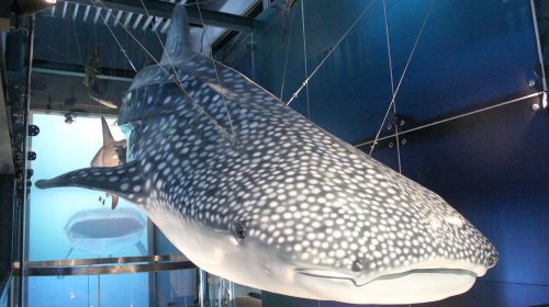 National Museum of Marine Science and Technology