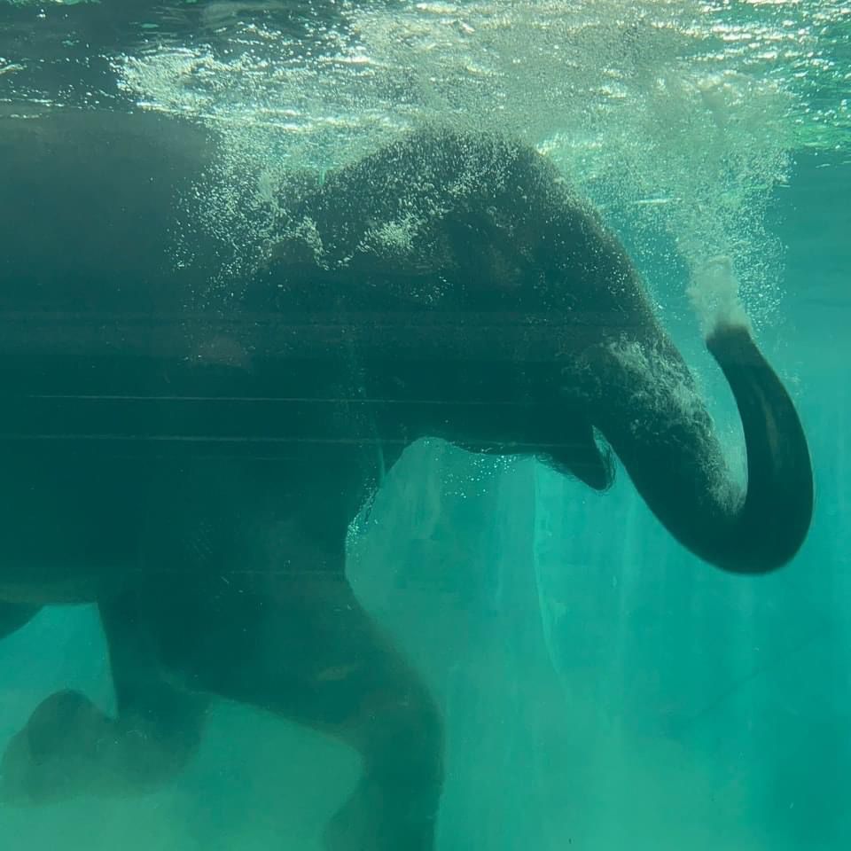 An elephant swimming underwater with its trunk curled, seen through the viewing glass.