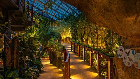 A lantern-lit boardwalk winding through dense planting inside the glass-roofed garden at night.