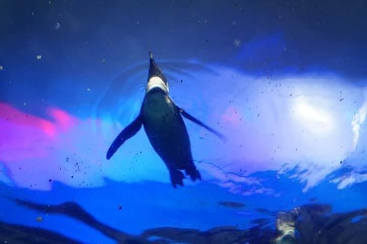 A penguin swimming through blue-lit water in the Penguinarium.