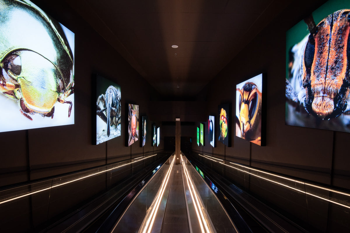 A dark corridor lined with backlit macro photographs of insects.