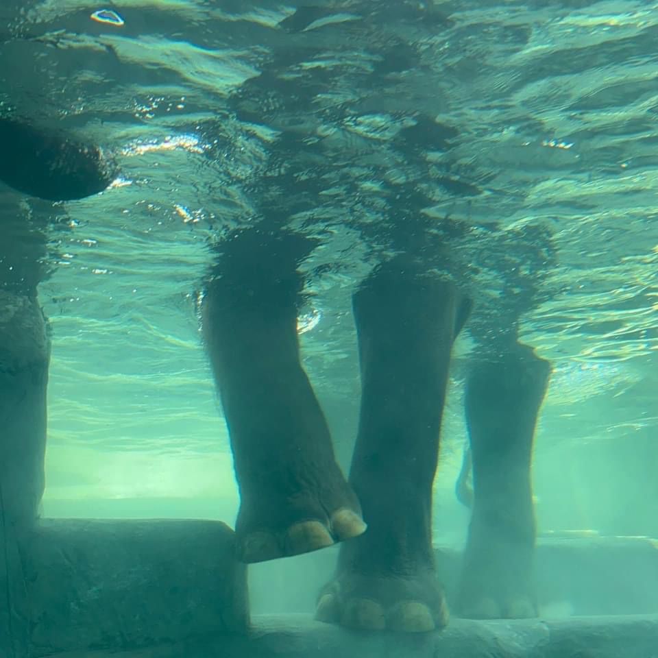 An elephant's legs seen underwater through the glass of the Elephant Akuatik pool.