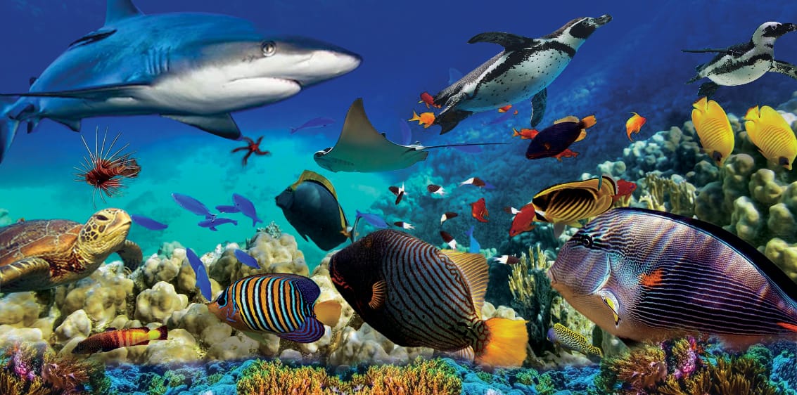 A composite reef scene showing sharks, rays, penguins and tropical fish.