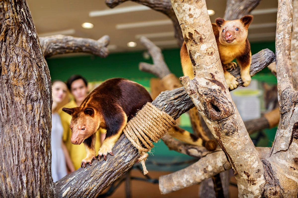 Singapore Zoo
