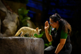 Cargar la imagen en la vista de la galería, Keeper presenting a fennec fox at the Creature of the Night show
