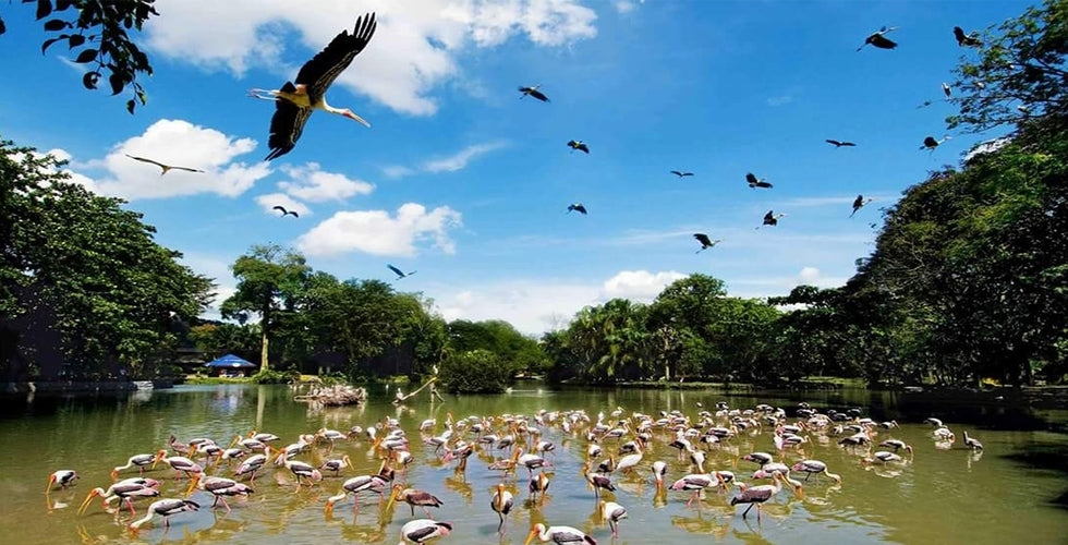 A large flock of painted storks gathered on a lake, others in flight above.