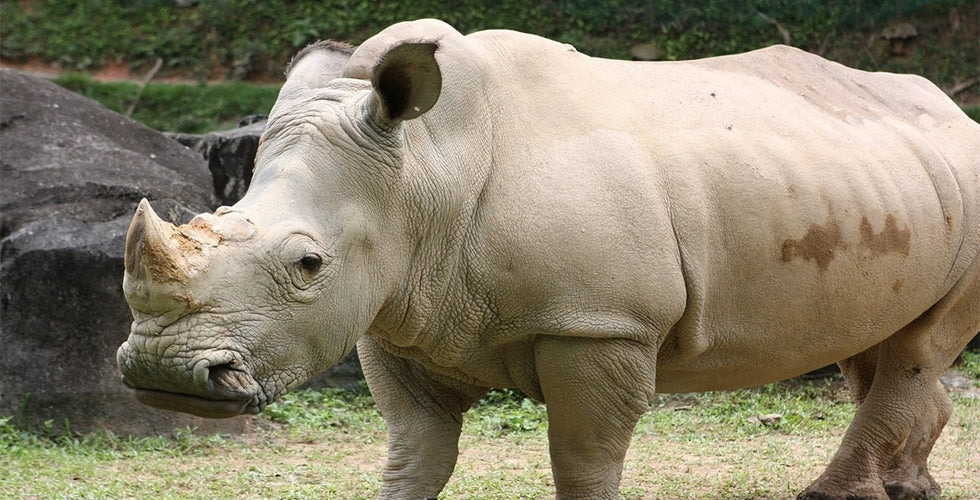 A white rhinoceros walking across its enclosure.