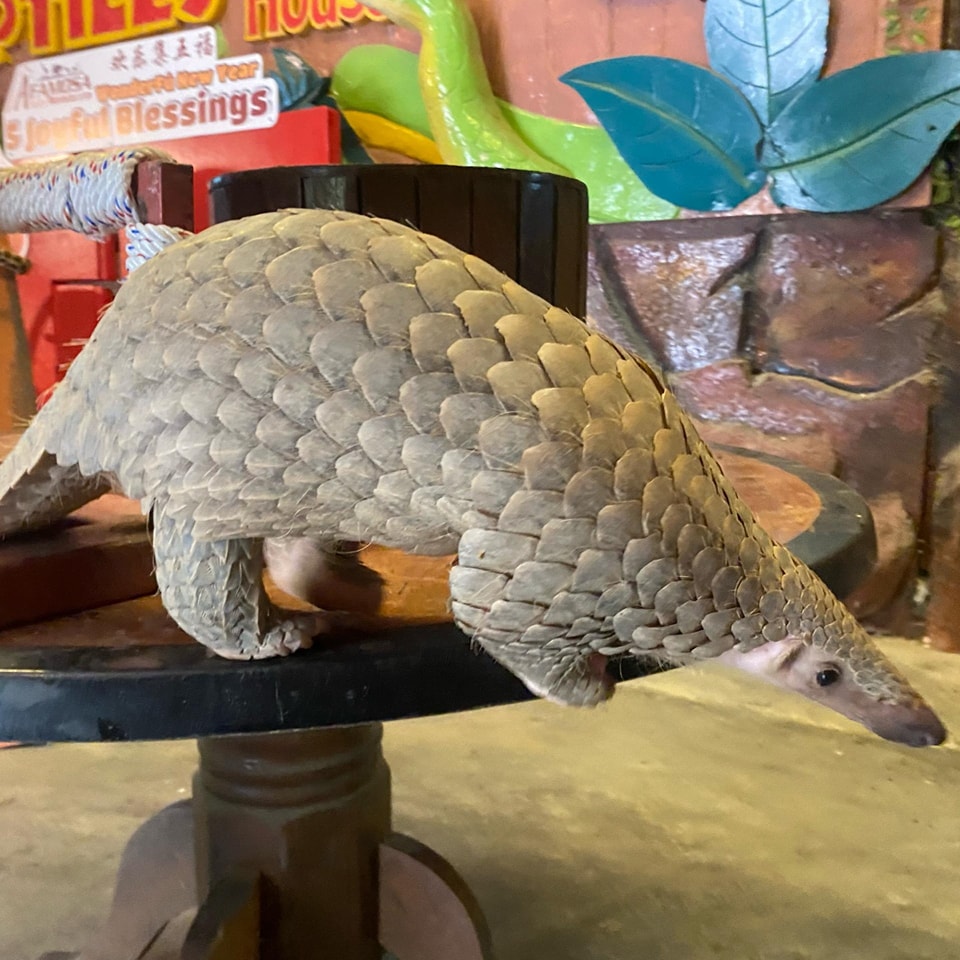 A pangolin walking along a wooden ledge in the wildlife enclosure.
