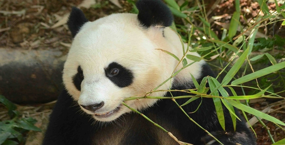 A giant panda feeding on bamboo.