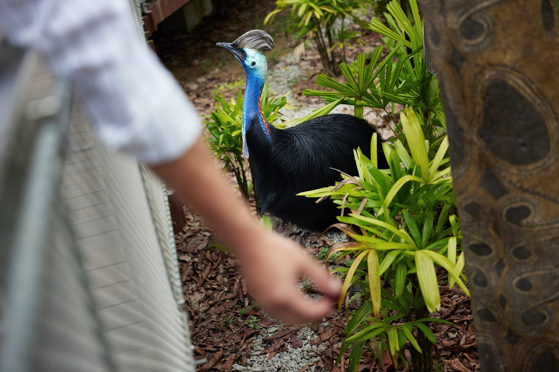Bird Paradise