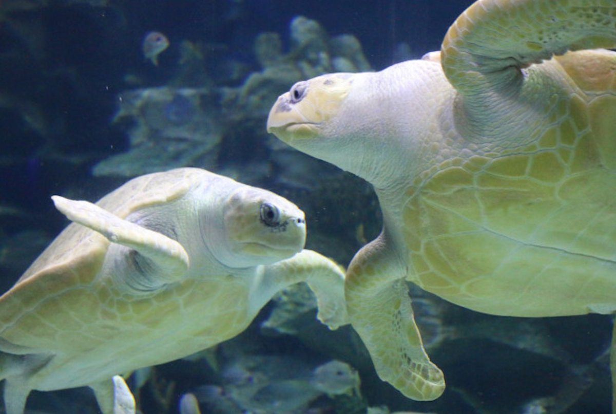 Two sea turtles swimming past each other in a bright tank.