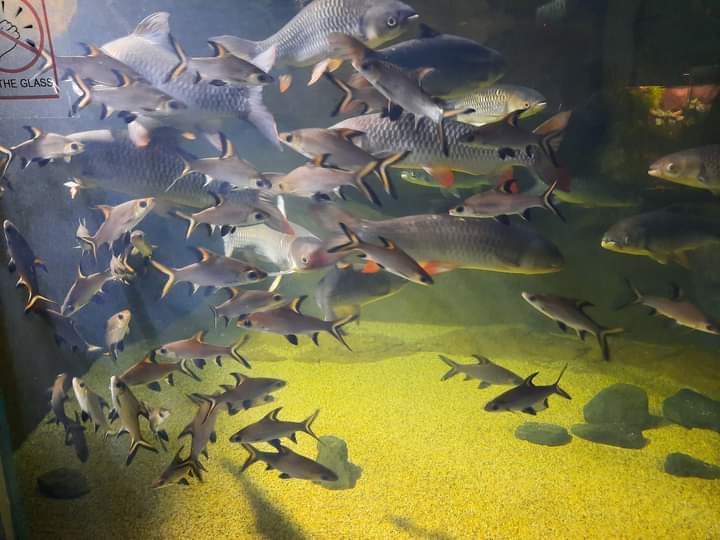 A dense shoal of silver fish in a sunlit tank.