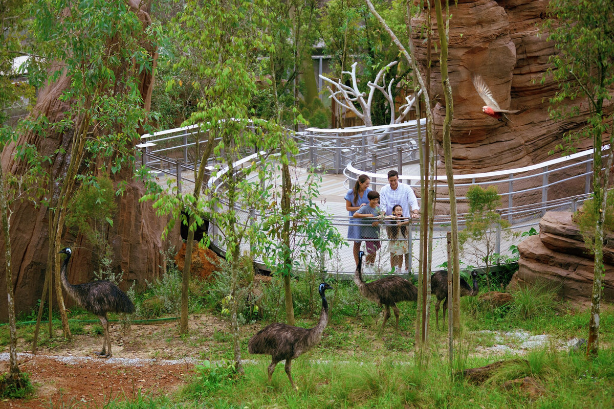 Bird Paradise