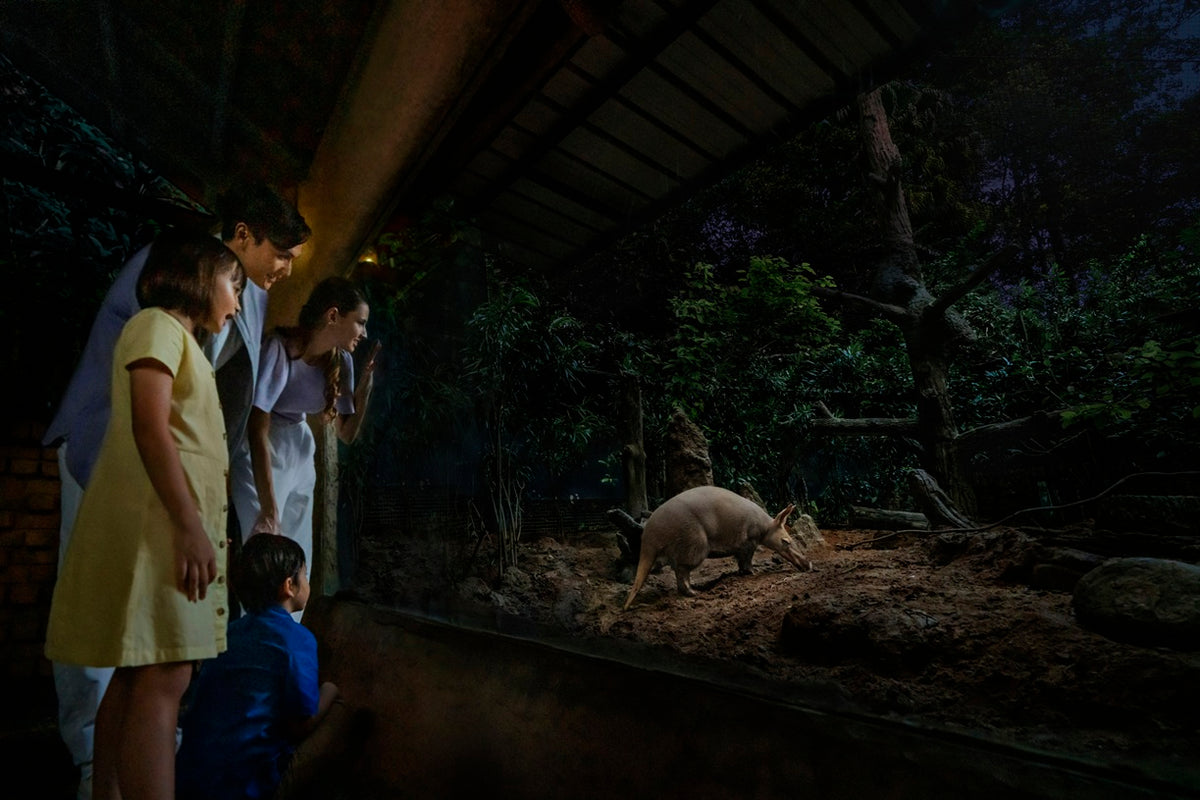 Night Safari