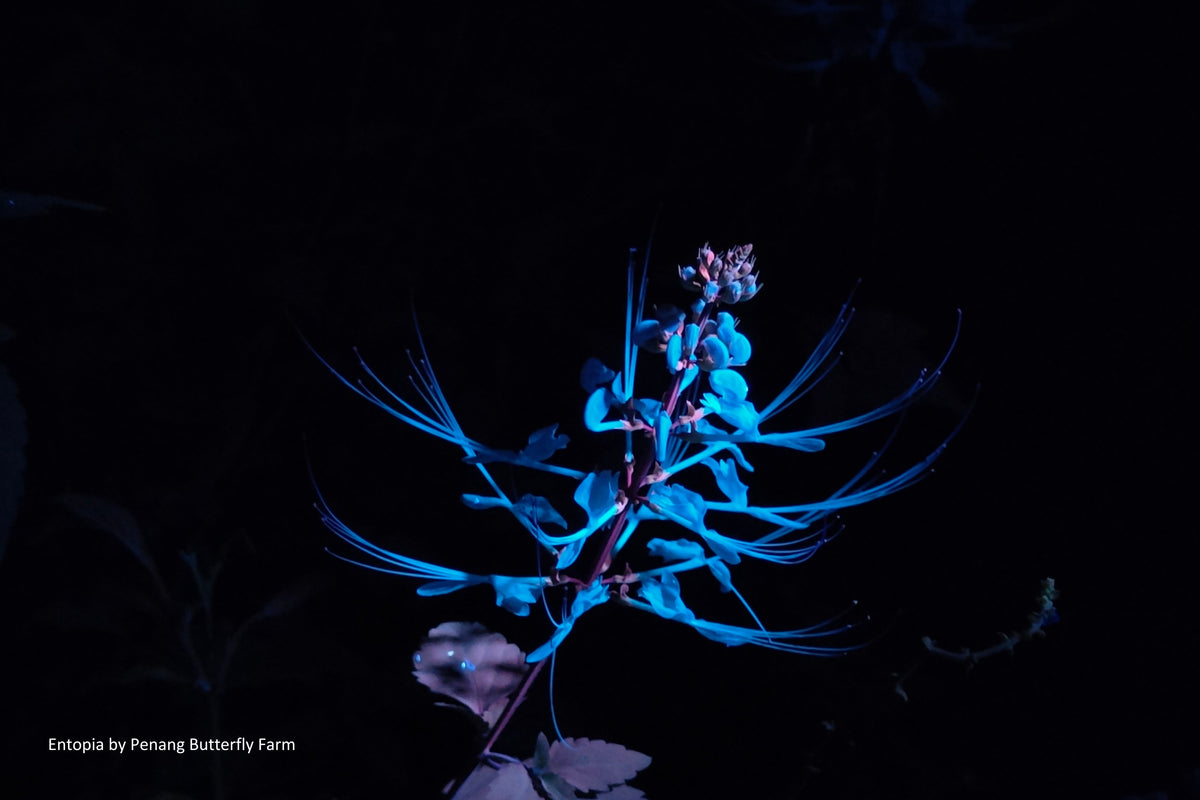 A spray of flowers fluorescing electric blue against a black background under ultraviolet light.