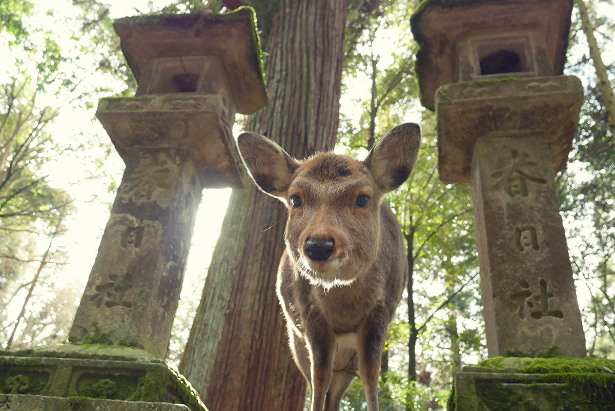 Kyoto, Nara, Fushimi Inari Shrine, Arashiyama Day Trip
