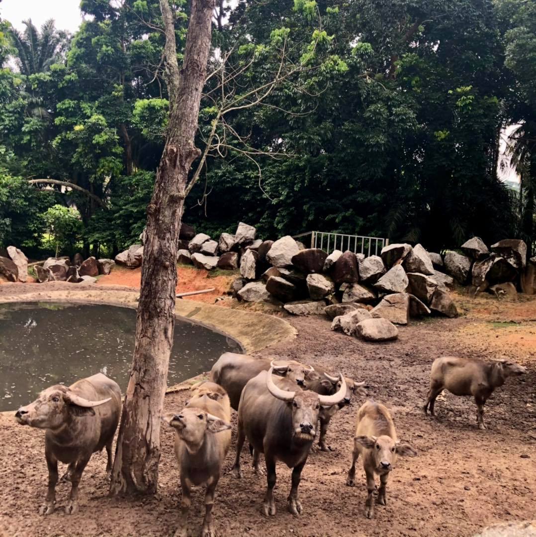 A herd of water buffalo gathered at a waterhole under a bare tree.