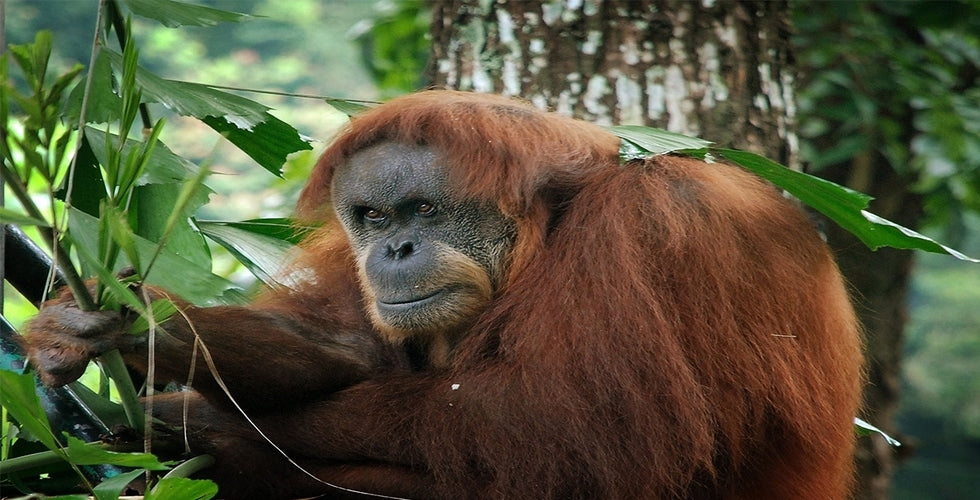 An orangutan resting against a tree trunk among leaves.