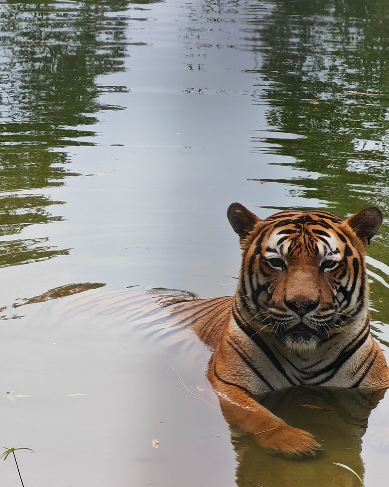 A tiger lying in shallow water, facing the camera.