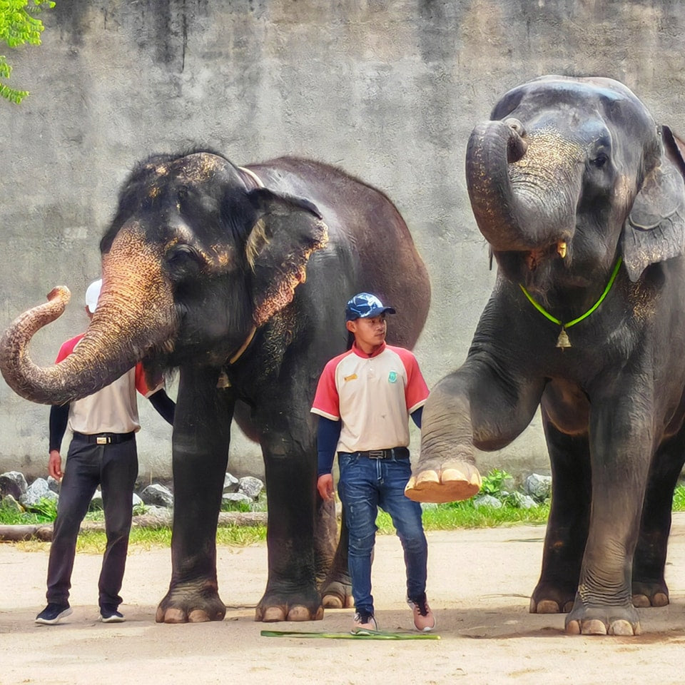 Two keepers standing between a pair of elephants at the Safari Wonderland paddock.