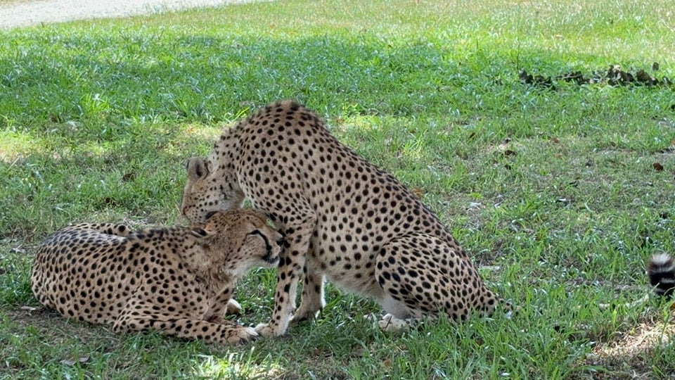 Two cheetahs resting together on open grass.