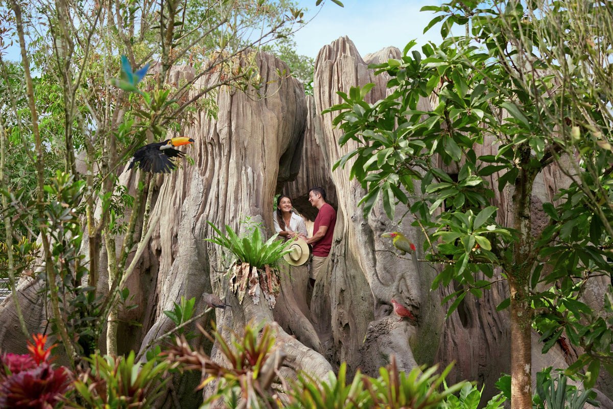 Bird Paradise