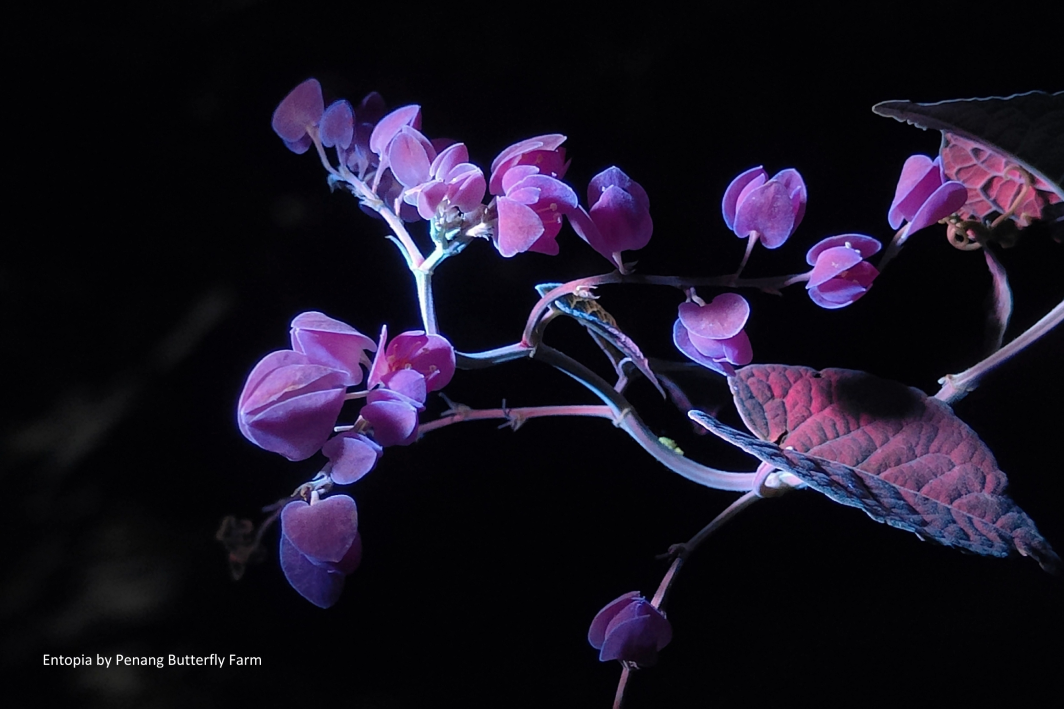 A branch of pink and violet flowers and leaves glowing under ultraviolet light.