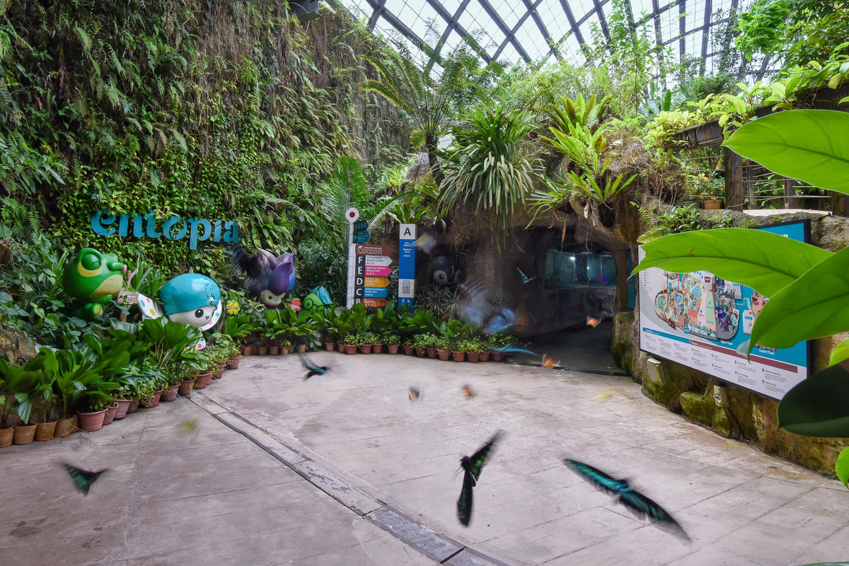 The entrance to the Entopia garden, planted wall behind and butterfly sculptures overhead.