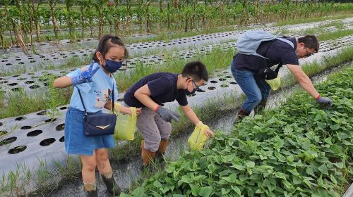 Zhang Mei Ama’s Farm
