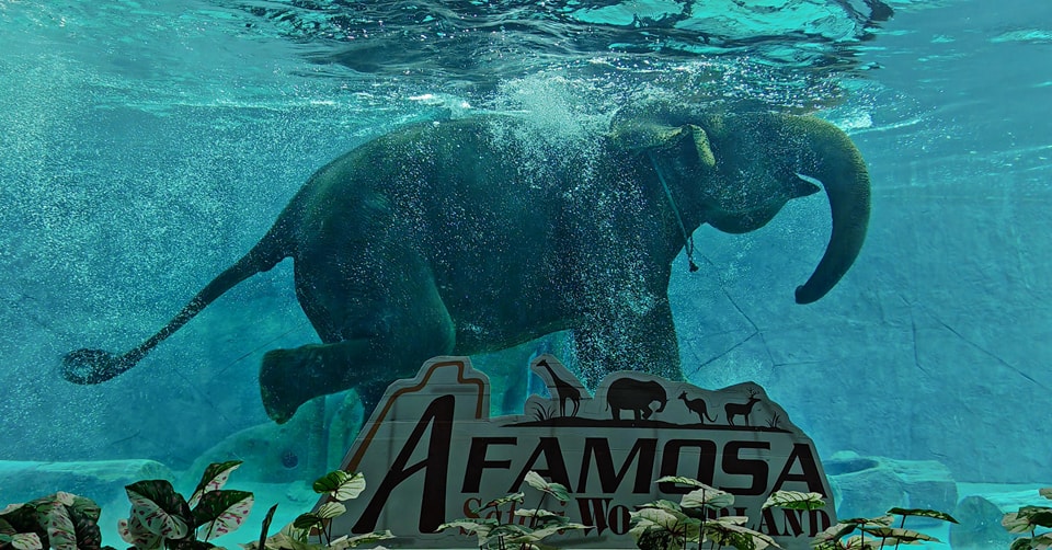 An elephant swimming above the A'Famosa Safari Wonderland sign in the underwater viewing pool.
