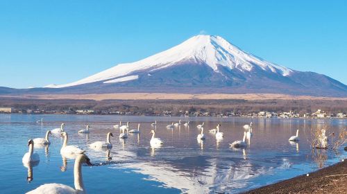 Fuji Five Lakes Day Tour from Tokyo: Lake Yamanaka, Oshino Hakkai, Lawson and Hikawa Clock Shop (English)
